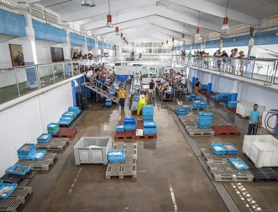 Lonja y Subasta de pescado
