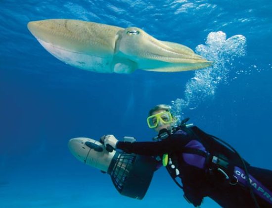 Submarinismo Acantilados de Ifach