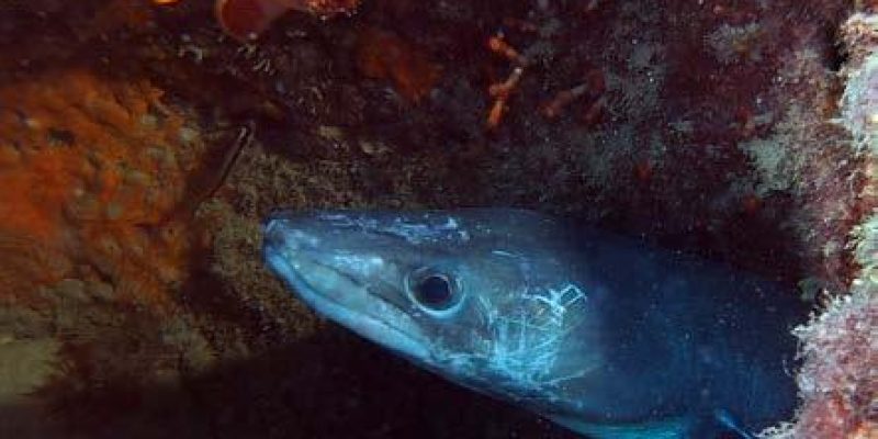 Submarinismo Figuereta