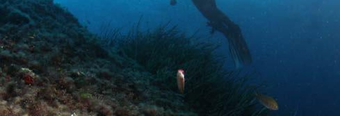 Submarinismo Acantilados de Ifach