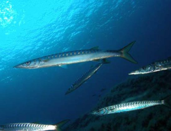 Submarinismo El Racó